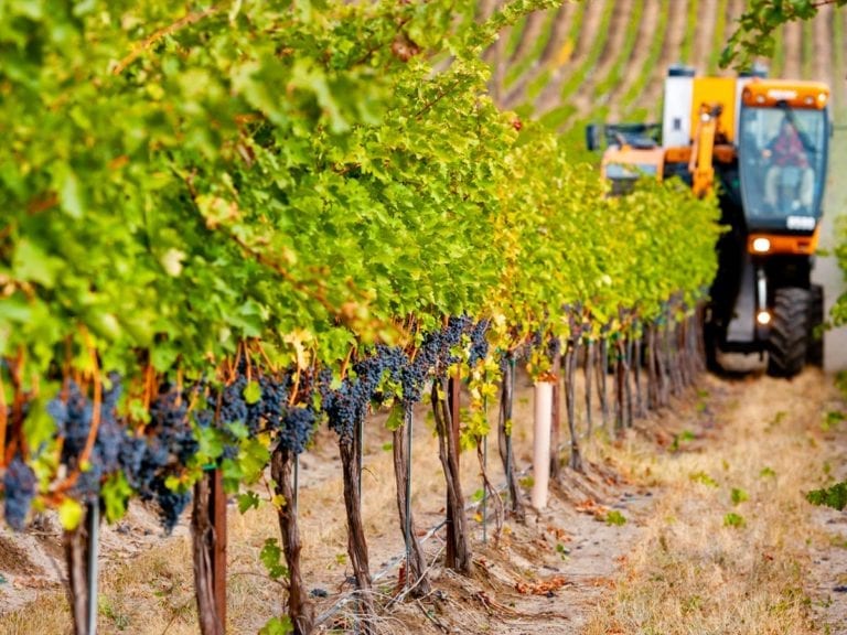 Premium Washington State Wine Grapes for Sale from 6 AVA's